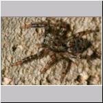 Marpissa muscosa - Rindenspringspinne 03 7mm Jungtier 01.jpg